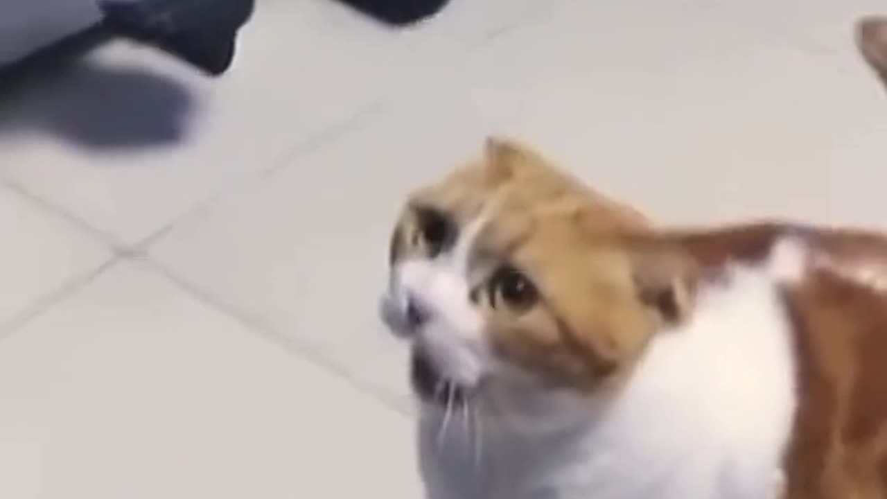 Cute Funny Cat