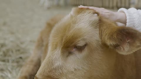 Cute calf