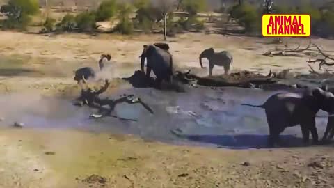 The HIPPOPOTAMUS, the Most Dangerous Animal in Africa | Hippo vs Lion, Buffalo and Cheetah