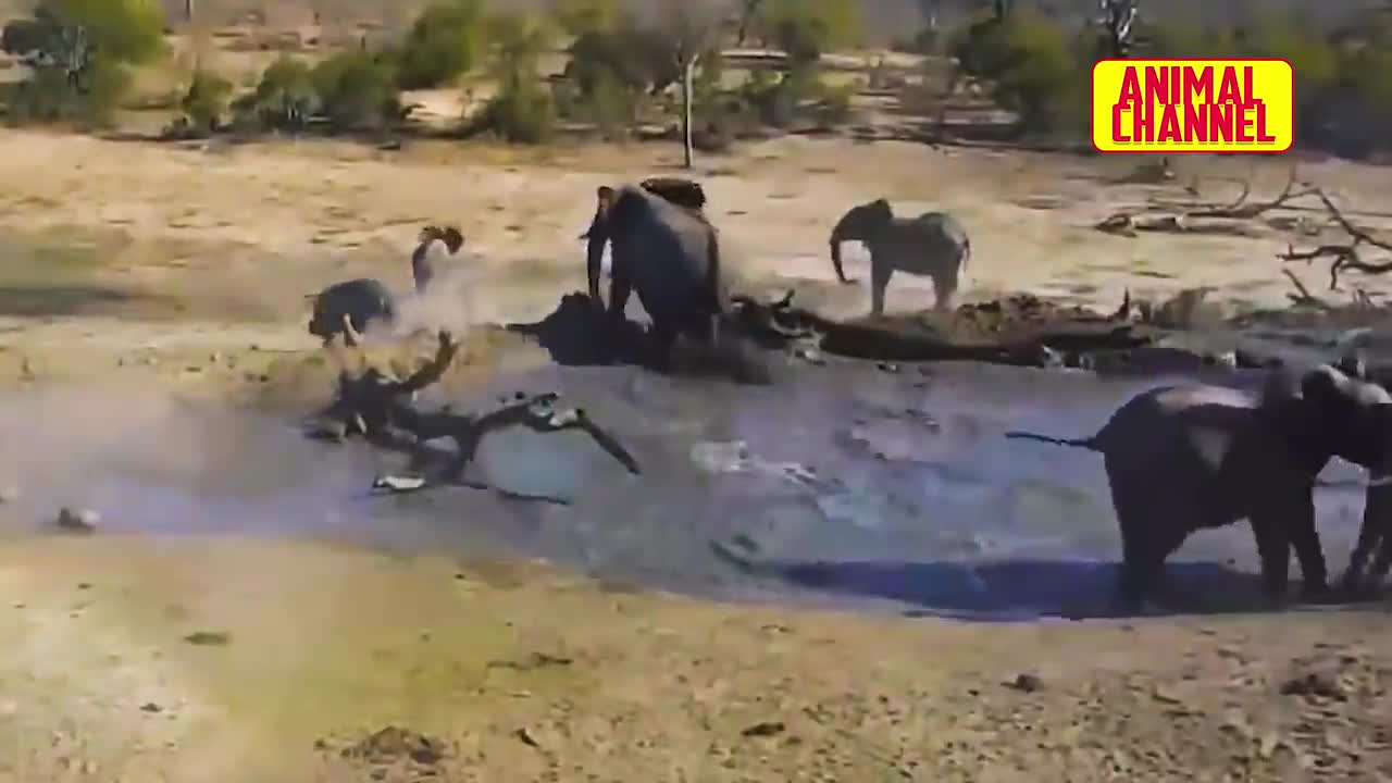 The HIPPOPOTAMUS, the Most Dangerous Animal in Africa | Hippo vs Lion, Buffalo and Cheetah