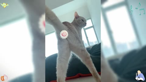 What does it mean to have your butt facing me, little kitten