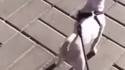 How the dog can dance well it's awesome