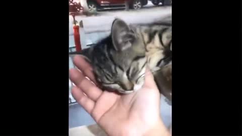 Funniest Animals - Best Of The 2021 Funny Animal