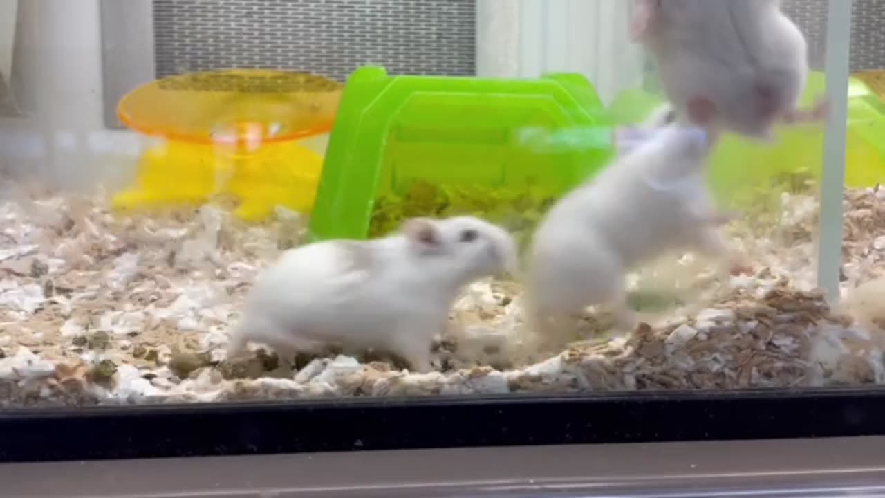 Insane Hamsters