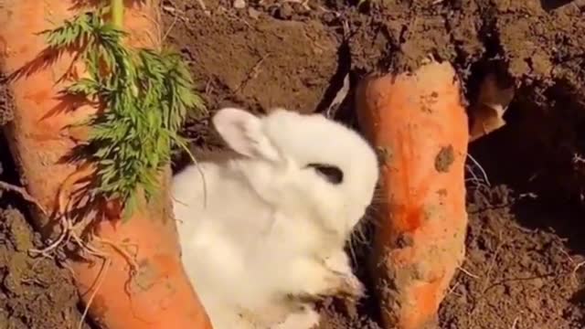 Cute little rabbits