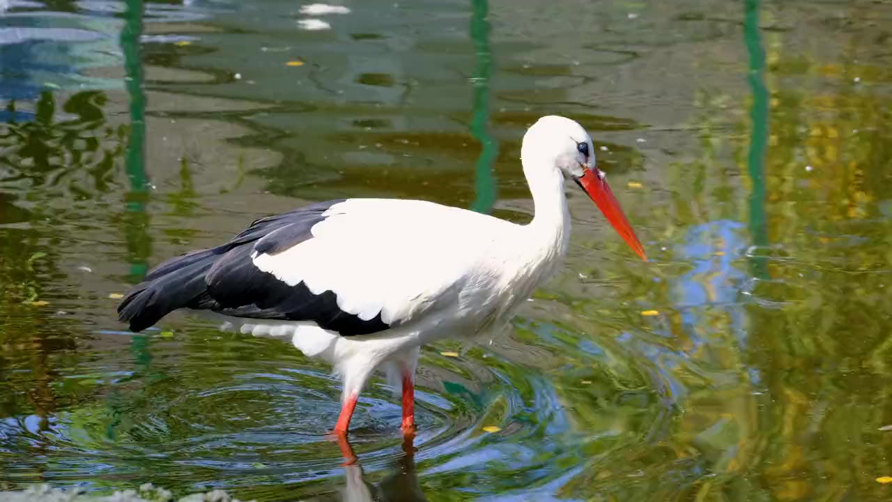 Heron