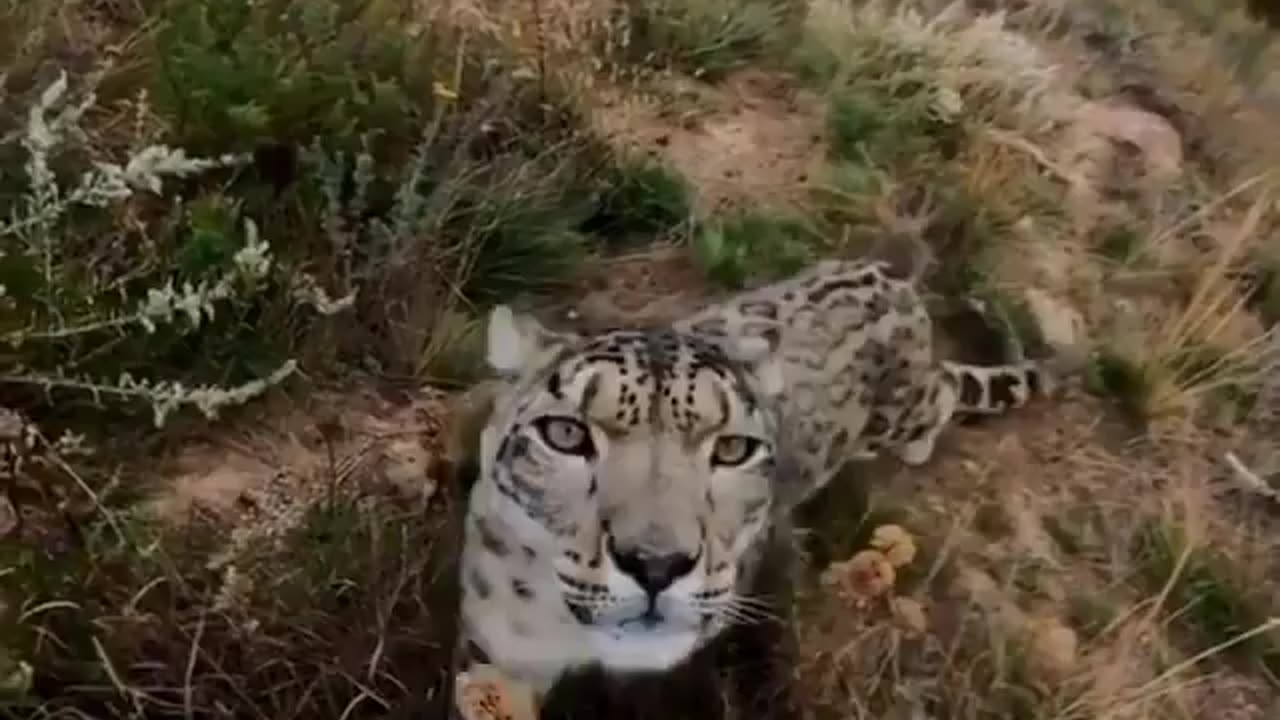 Face to face with the ghost of the Himalayas..⁣