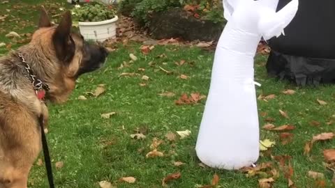 German Shepherd scared of Halloween decorations