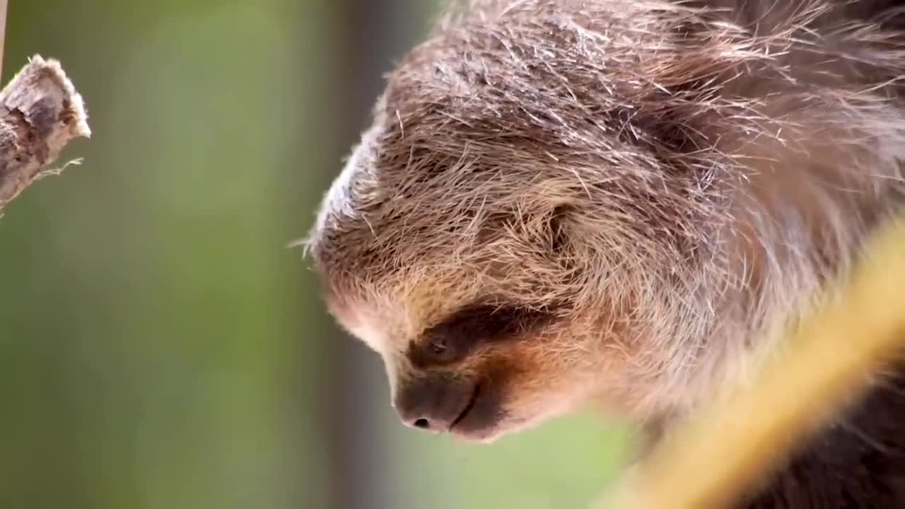 Playful Sloth