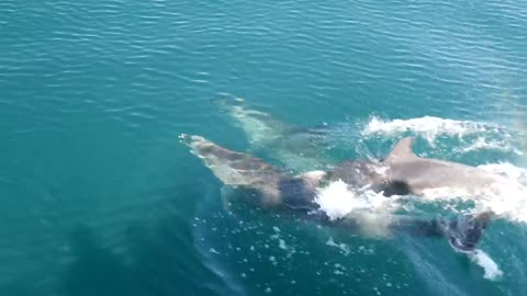 Dolphins swimming in front of a boat