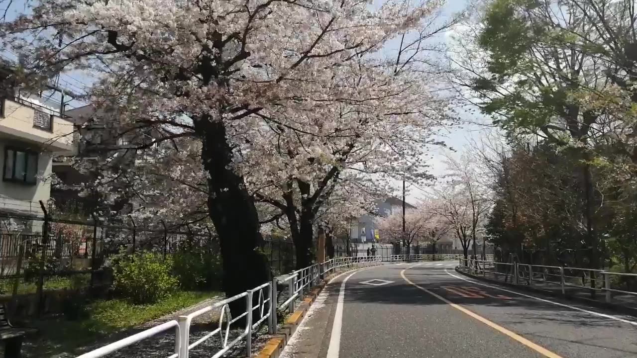 Cherry blossom flower