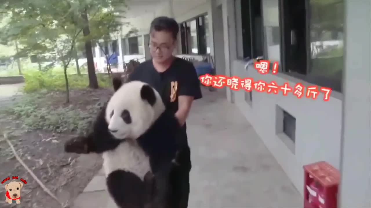 Cute panda video collection，Filmed in Chinese panda culture 2018