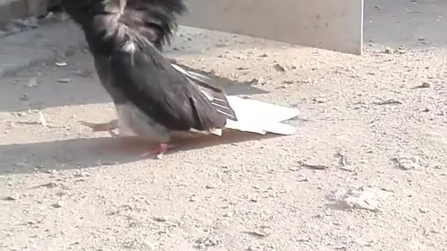 A Bahraini pigeon