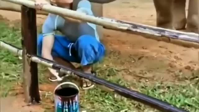 Elephant loves to tease his owner| funny videos|funny animal