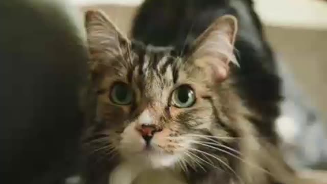 π»π»π»π»#funny#funny cat#shorts#most funny catπ±π±π±π±π±
