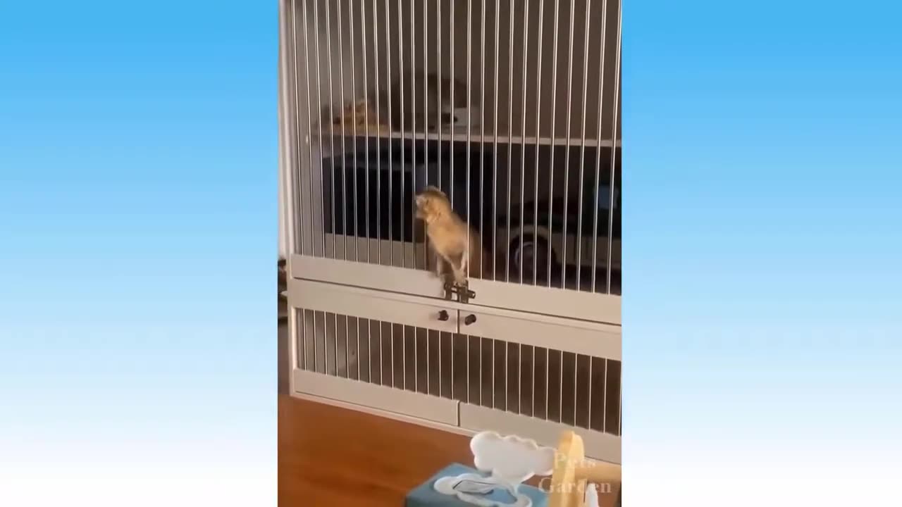 Cute Pets And Funny Animals Compilation 03 Viral Clip