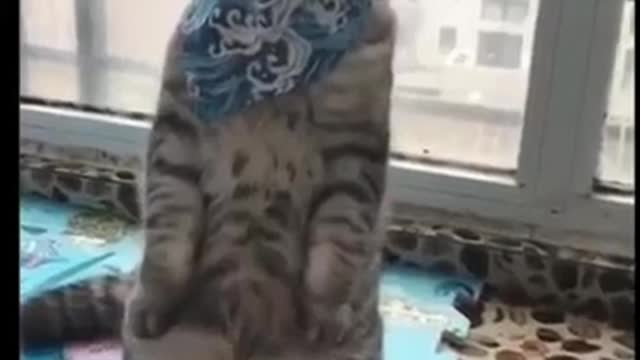 Funny cat videos funny dog video cat's meow meow meow meow 😺😺😺