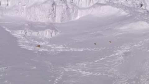 Polar Bear Cubs Taking Their First Steps | Planet Earth | BBC Earth