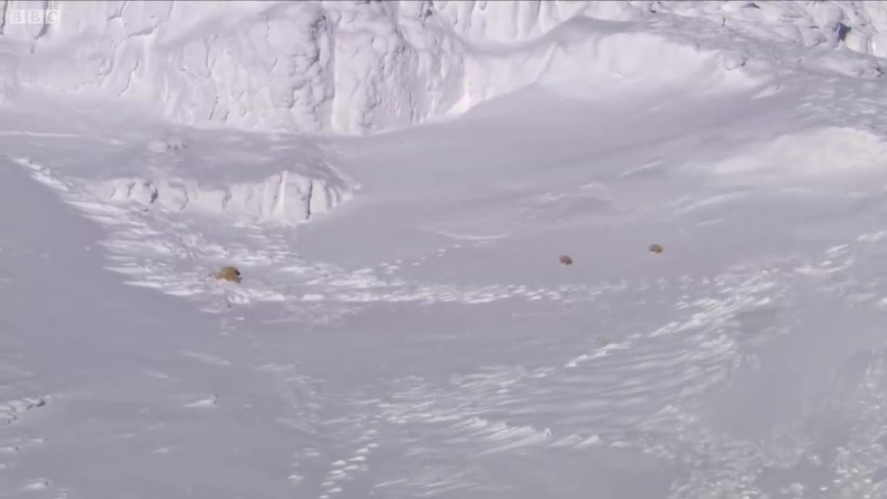 Polar Bear Cubs Taking Their First Steps | Planet Earth | BBC Earth