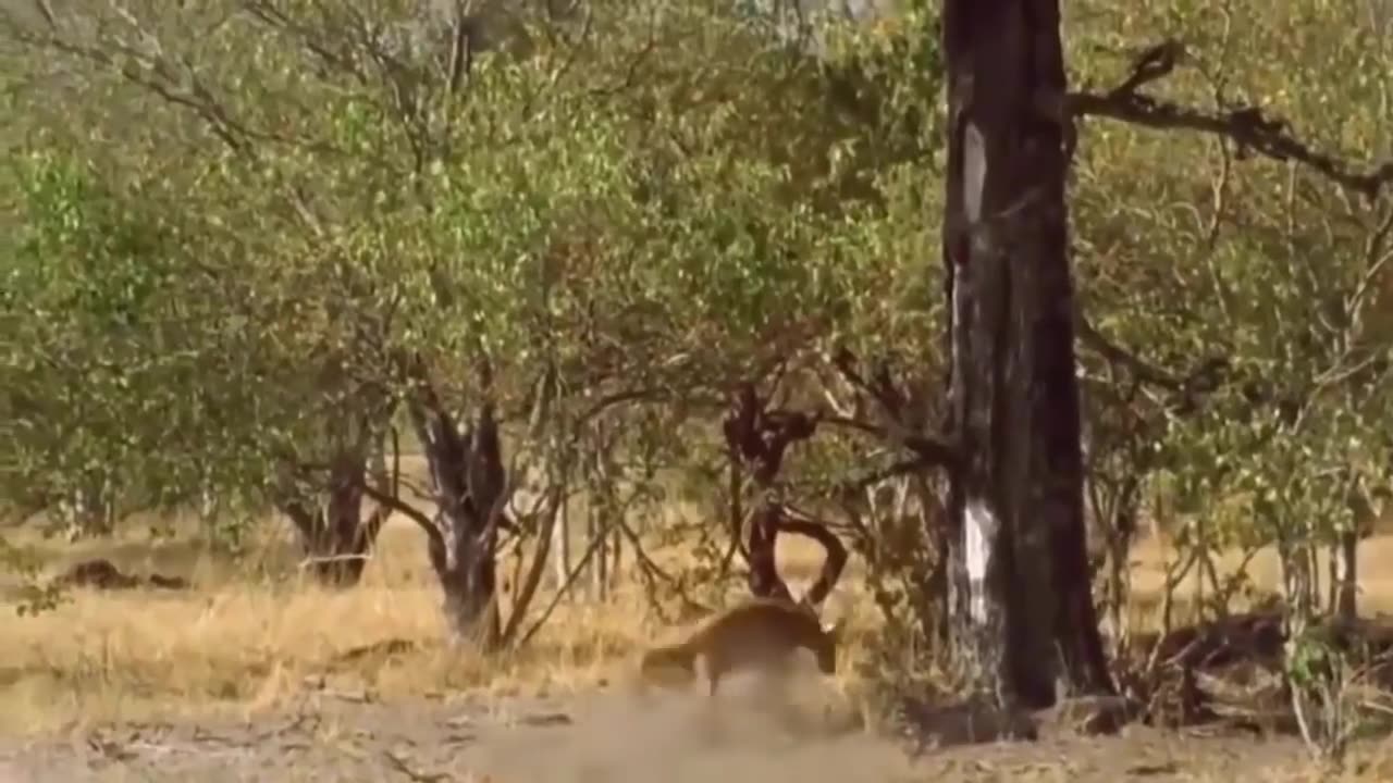 Shocking! Eagle hunting octopus