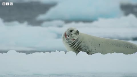 Killer Whale's ExtraTechnique - Frozen Planet II - BBC Earth_Cut