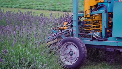 agriculture