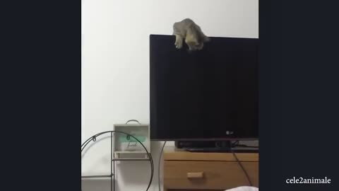 Funny animal video |funny video| try not to laugh