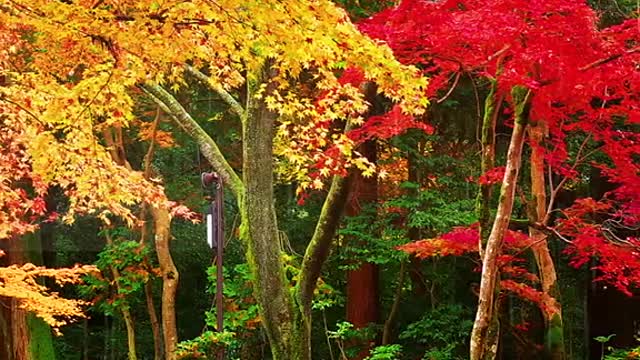 In late autumn, people are indifferent to reading