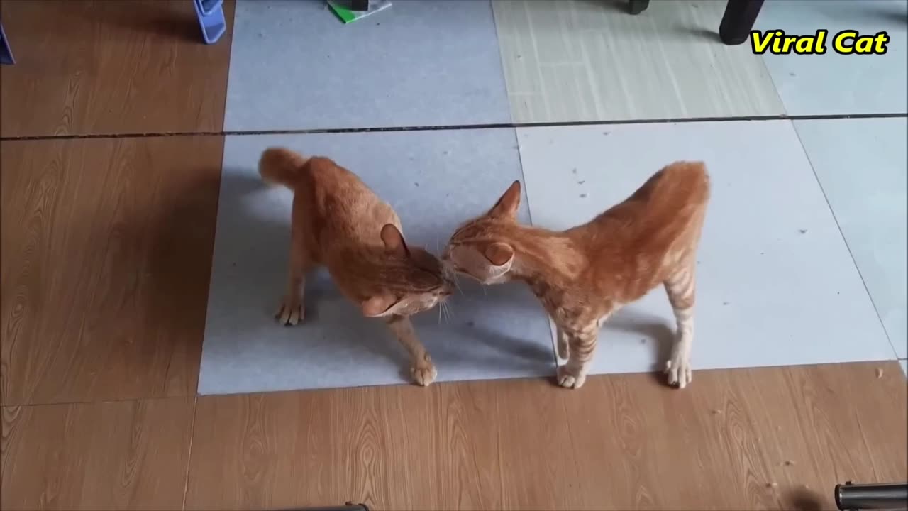 The most Funny cat video