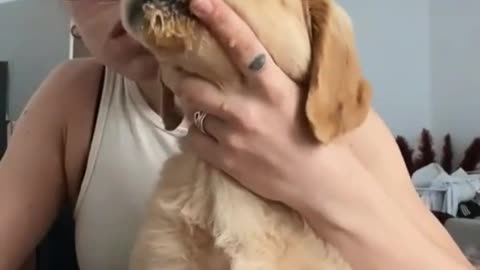Funniest DOG Videos Ever!!