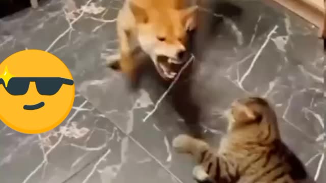 cat vs dog fight