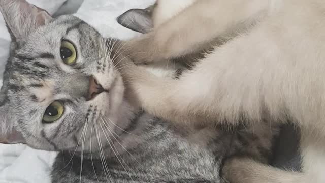 two cute cats