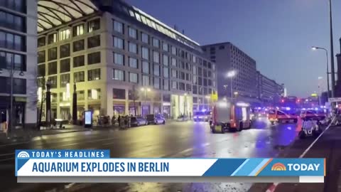 Berlin Aquarium Explodes, Spilling 1,500 Tropical Fish Onto Road