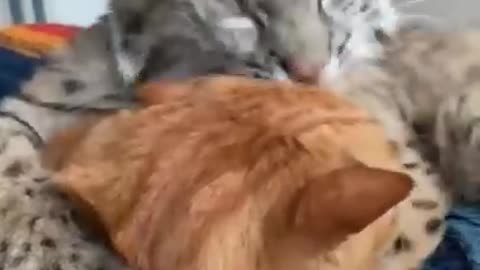 BOBCAT HUGGING ITS BEST FRIEND