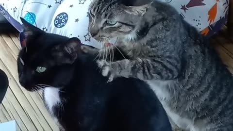 The Cat Massage