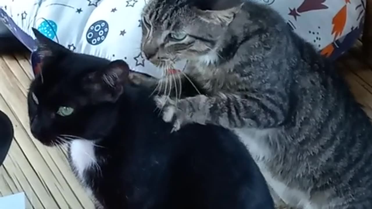 The Cat Massage