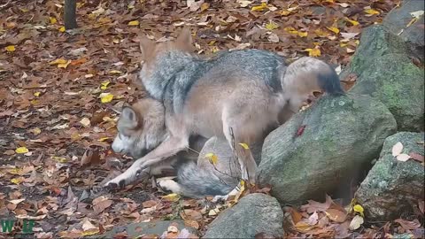 Wolf Wakes Her Sister With Forceful Hug