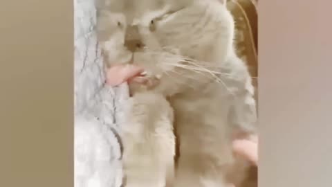 Cute Funny Pet and Animals,Pet Funny ,Animals Funny🤣🤣