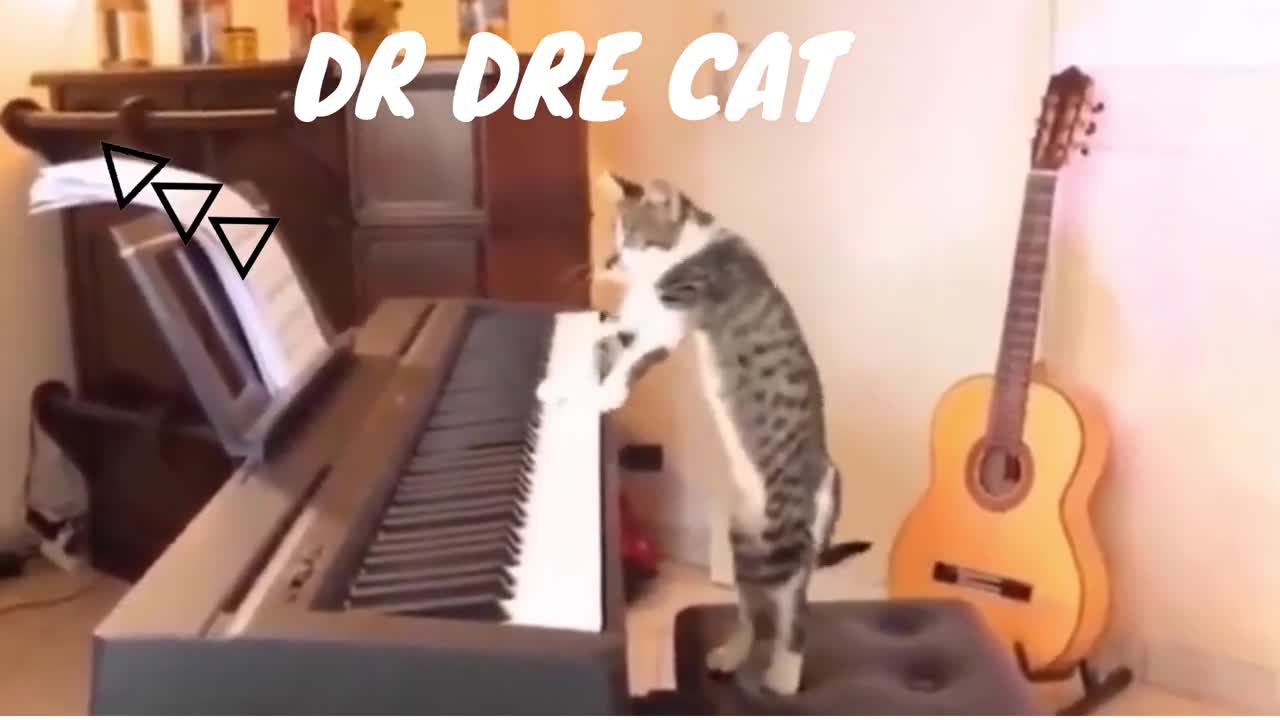 Funny Cat plays piano