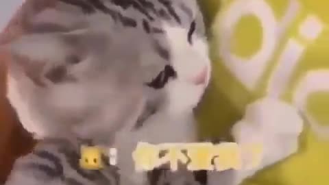 Watch how cats feel