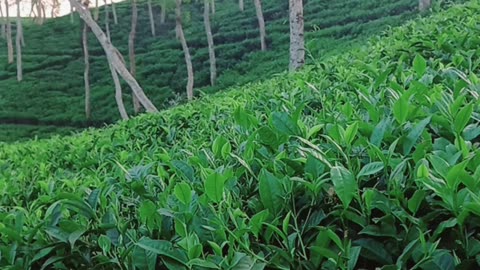 Tea garden