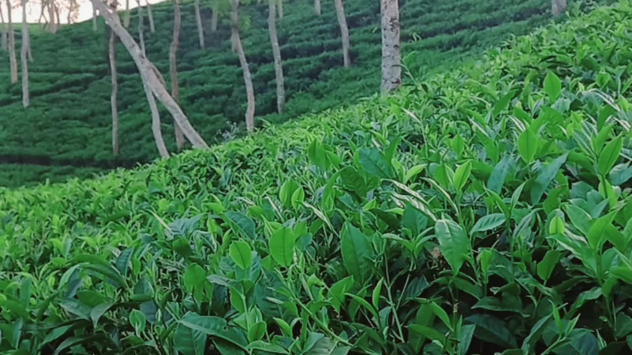 Tea garden