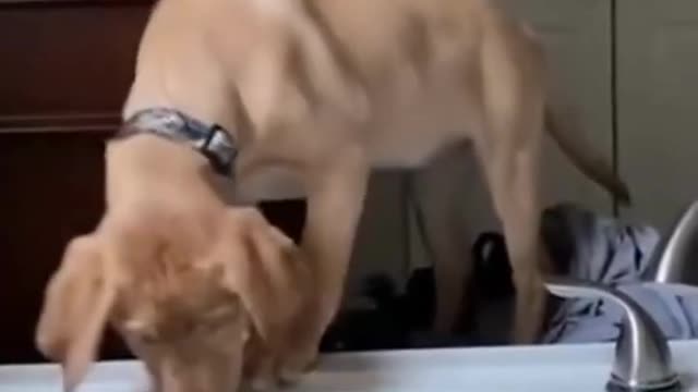 Funny Videos Compilation - Funny Dogs 2022