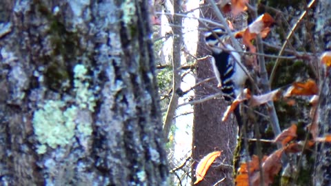 Downy Woodpecker