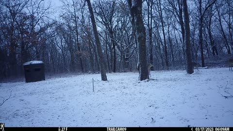 Parade of 11 deer