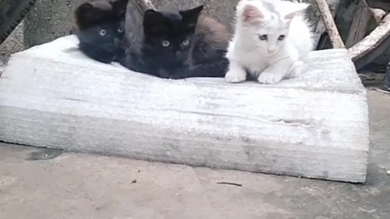 Cat funny video