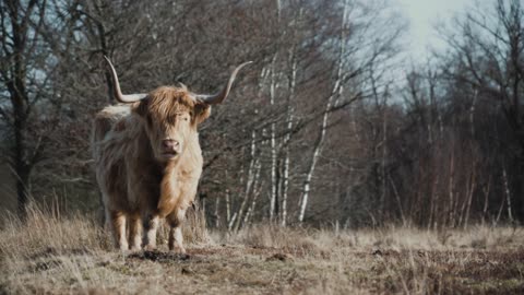 Highland cow