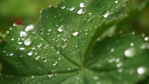 Beautiful footage of rain droplets resembles pearls on leaf