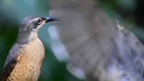 Victoria rifle birds