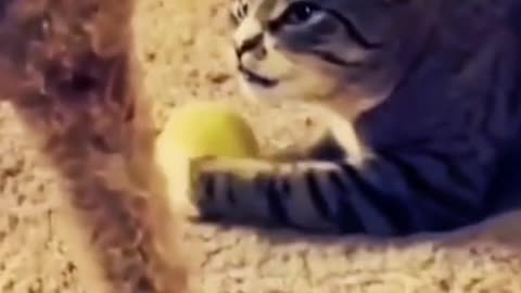 Funny cat video